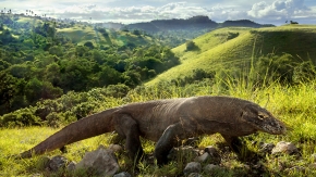 Touristen dürfen Komodo nächstes Jahr nicht betreten